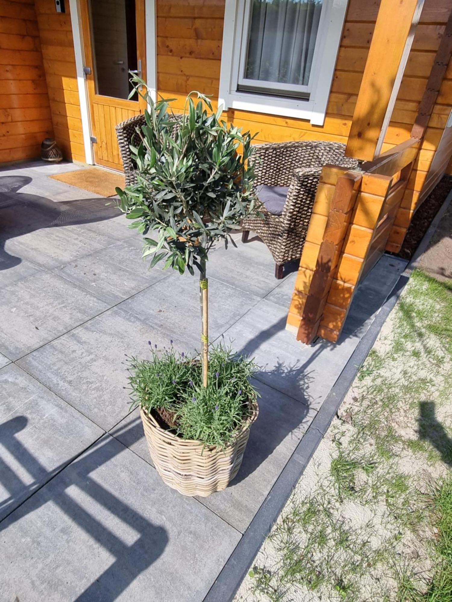 Nieuw - Luxe Blokhut Chalet In Bosrijke Omgeving Anloo ภายนอก รูปภาพ