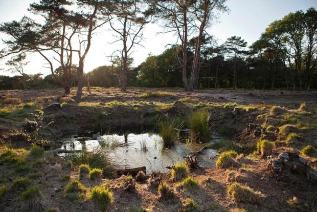 Nieuw - Luxe Blokhut Chalet In Bosrijke Omgeving Anloo ภายนอก รูปภาพ