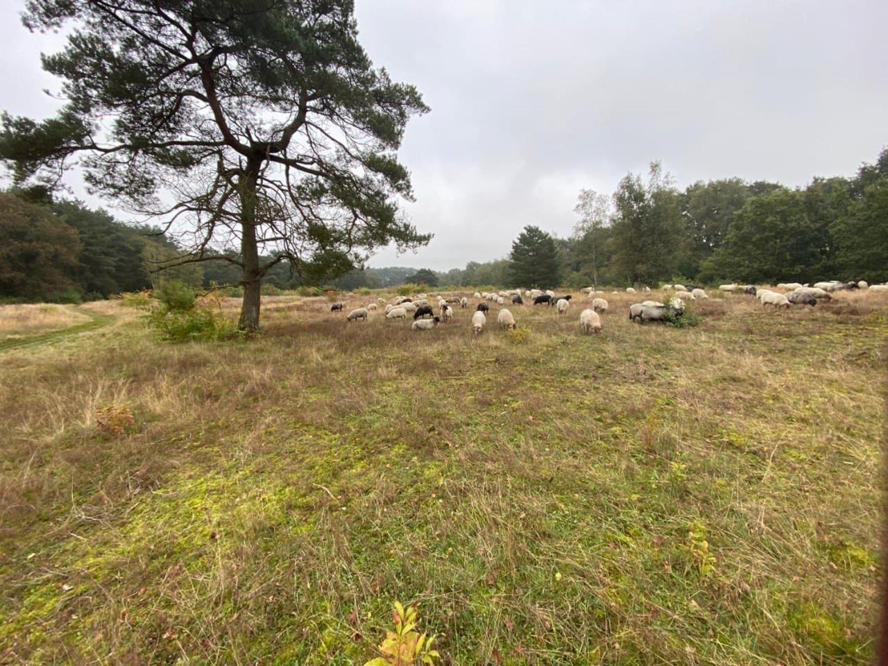 Nieuw - Luxe Blokhut Chalet In Bosrijke Omgeving Anloo ภายนอก รูปภาพ